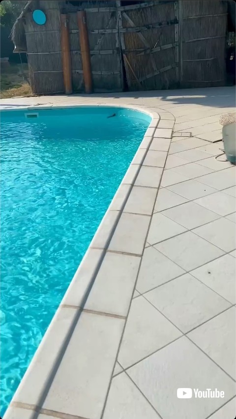 プールに浮かぶハリネズミ