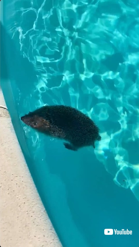 必死に泳ぐハリネズミ