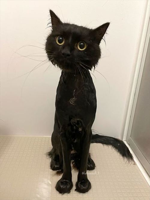 【期間限定値下げ】 名入れ 猫 はみ出しスクゥエア型 　猫　長毛種　黒 Amazon.co.jp: グレイスフル ネコ (日本製) おすわりCAT 黒猫
