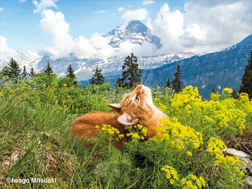 岩合さん写真集