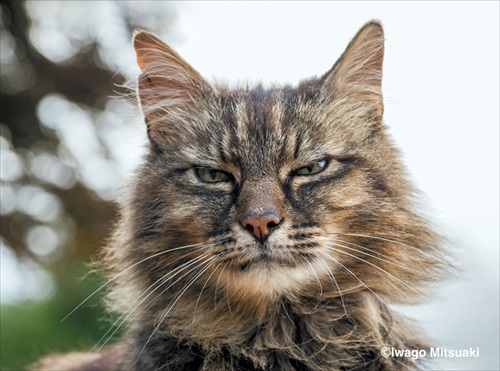 岩合さん写真集