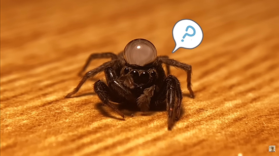 ？なハエトリちゃん