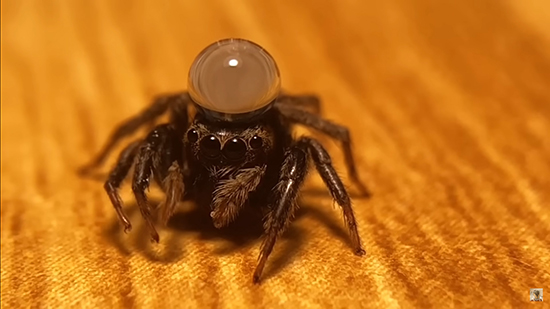 ハエトリちゃんアップめ