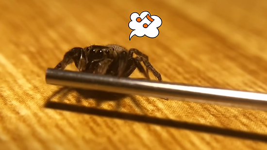 注射器に乗るハエトリちゃん