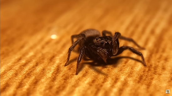 頭を拭くハエトリちゃん