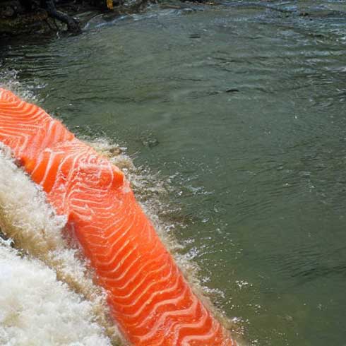 画像生成AI サーモンラン 鮭の遡上 描いてもらった 切り身 泳ぐ