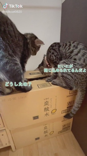 「みるく無事救出」