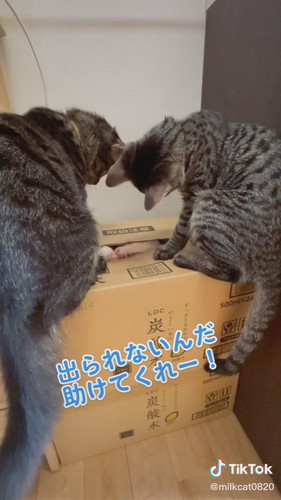 「みるく無事救出」