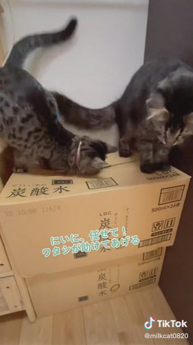 「みるく無事救出」