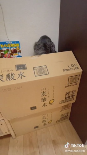 「みるく無事救出」