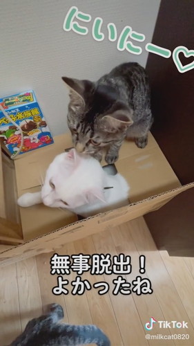 「みるく無事救出」