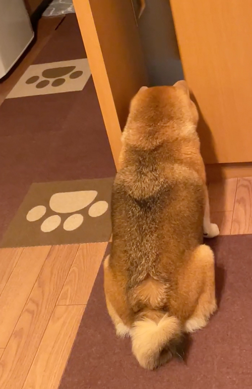 隙間に顔を突っ込む柴犬