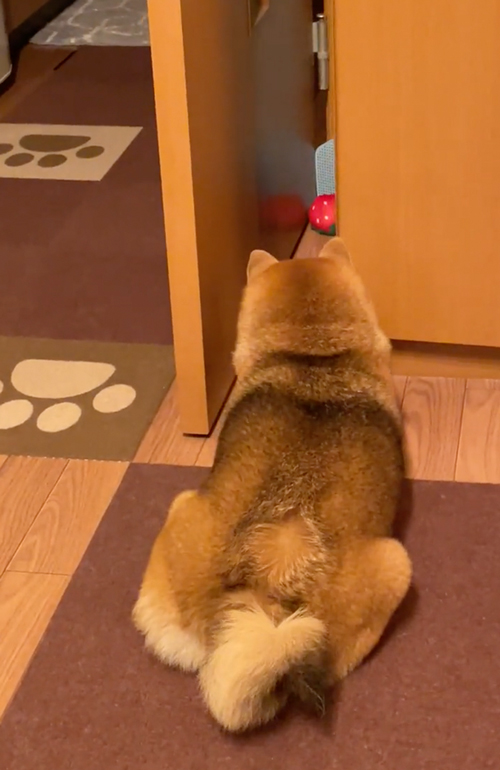 おもちゃが取れなくなって落ち込む柴犬