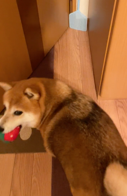 おもちゃが取れなくなって落ち込む柴犬