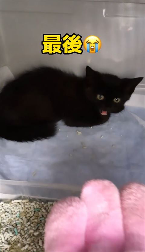 おびえていた子猫