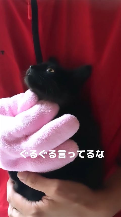 抱っこされて見上げてる子猫