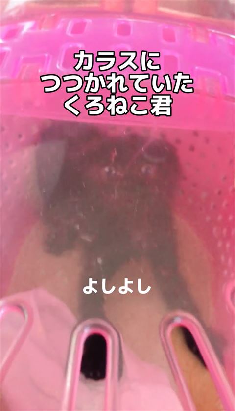 カラスに突かれていた子猫