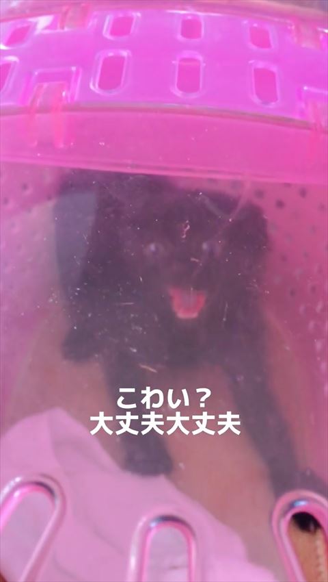 キャリーで威嚇する黒猫