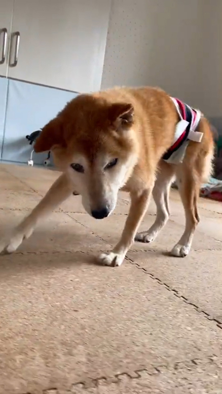 顔がこちらに向いている太郎ちゃん