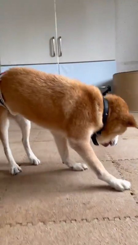 右を向いている太郎ちゃん