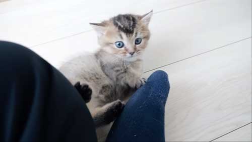 足により掛かる子猫