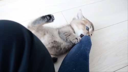 靴下をはむはむする子猫