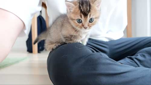 膝の上に乗る猫