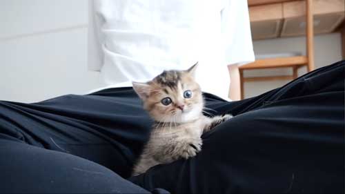 膝の隙間に入る子猫