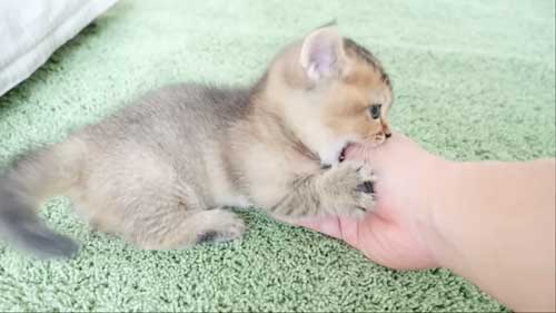 手をなめる子猫