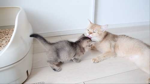 母親と戯れる子猫
