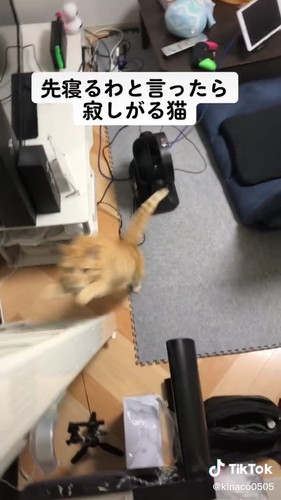 ダッシュする猫