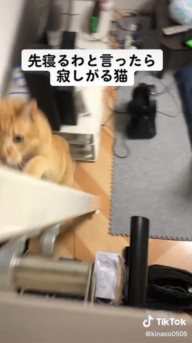 ダッシュする猫