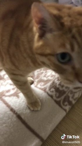 飼い主に寄り添う猫
