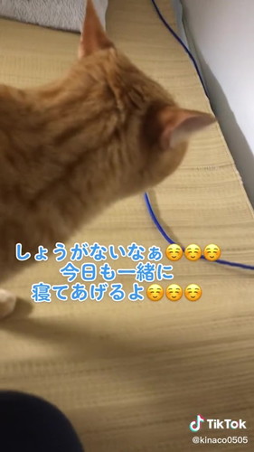 飼い主のそばにいる猫