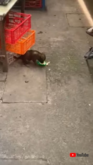 リンゴを食べる犬