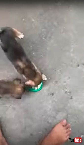 リンゴを食べる犬