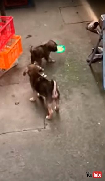 リンゴ皿を持って逃げる犬