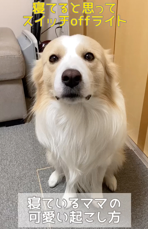 一生懸命話しかけるワンコ