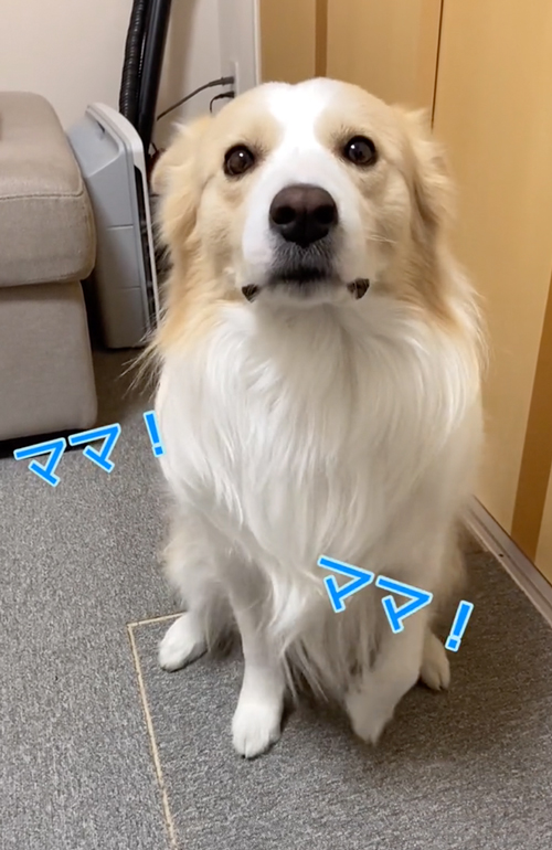 パタパタする犬