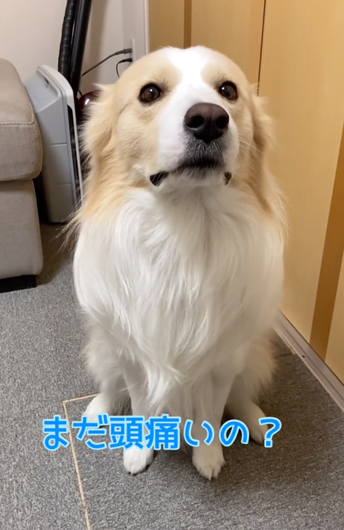 頭痛いのかと心配する犬