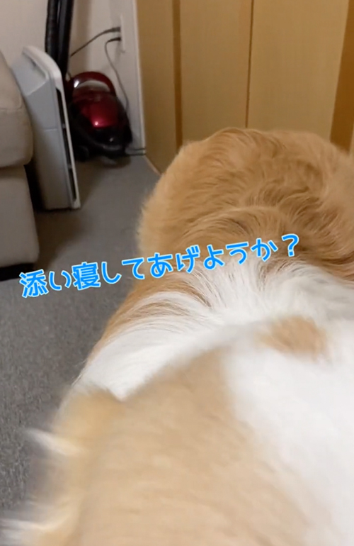 一生懸命話しかけるワンコ