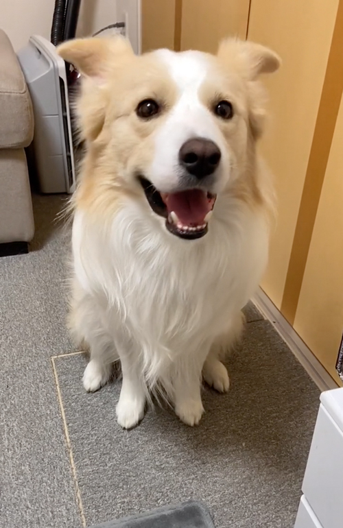 笑顔でお耳パタパタ犬