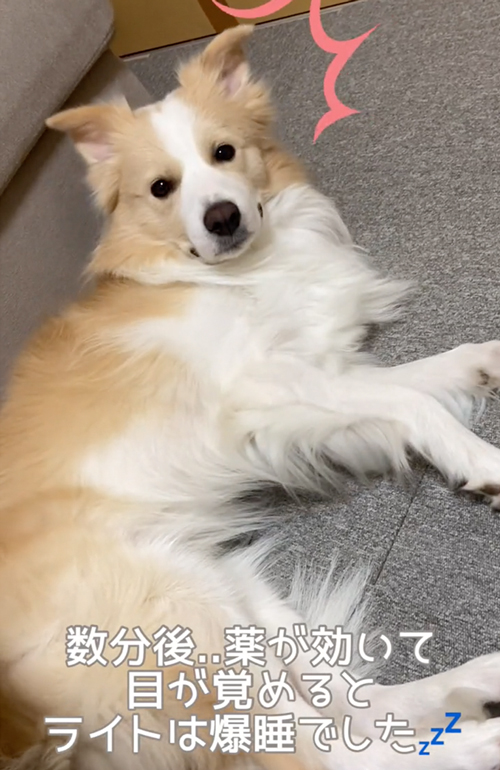 寝ちゃったワンコ