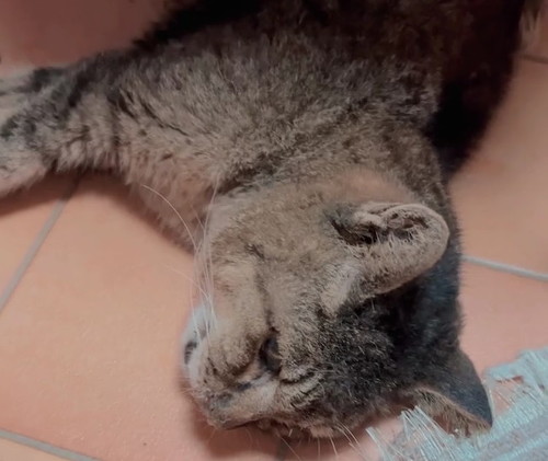 タヌぽんアップ