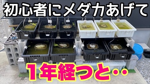 初心者にメダカをあげた結果