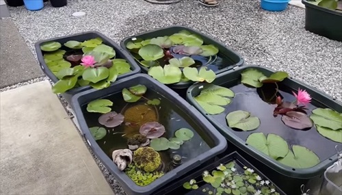 初心者にメダカをあげた結果