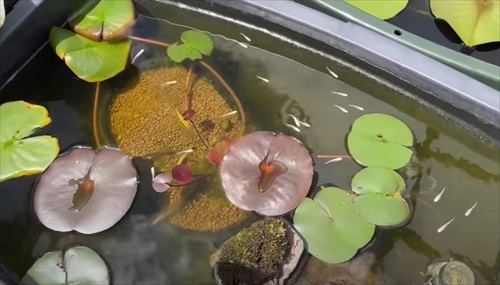初心者にメダカをあげた結果