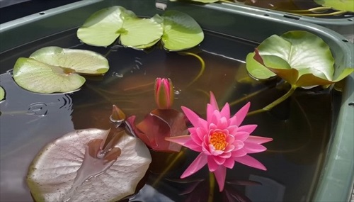 初心者にメダカをあげた結果