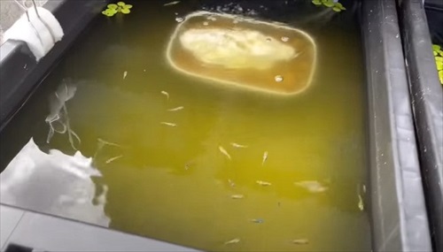 初心者にメダカをあげた結果