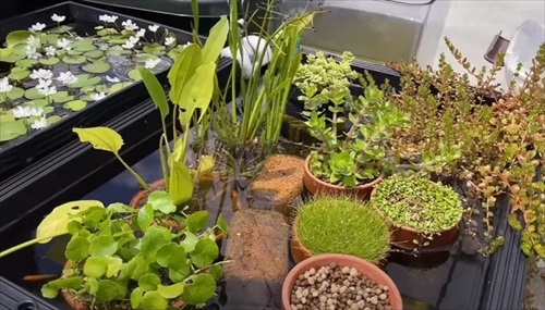 初心者にメダカをあげた結果